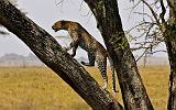 TANZANIA - Serengeti National Park - Leopardo - 07